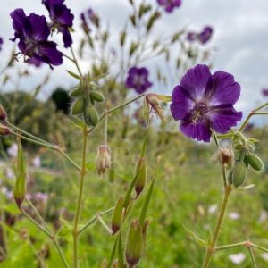 Geranium phaeum Lily Lovell - Gólyaorr