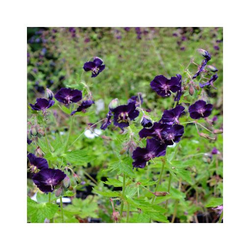 Geranium phaeum Raven - Gólyaorr