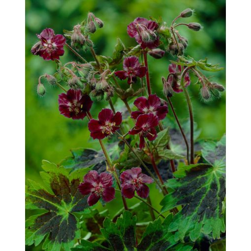 Geranium phaeum Samobar - Gólyaorr