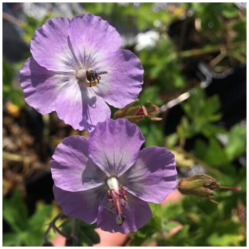 Geranium phaeum Walküre - Gólyaorr