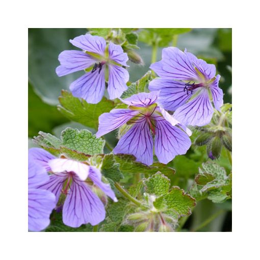 Geranium Philippe Vapelle - Gólyaorr