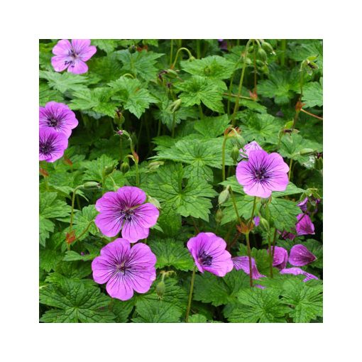 Geranium Pink Penny - Gólyaorr