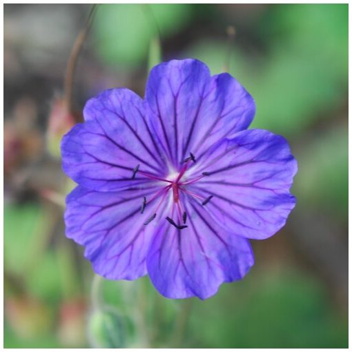 Geranium platypetalum Turco - Gólyaorr