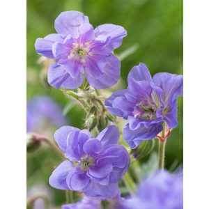 Geranium pratense Azure Skies - Gólyaorr