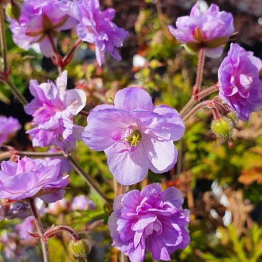 Geranium pratense Else Lacey - Gólyaorr