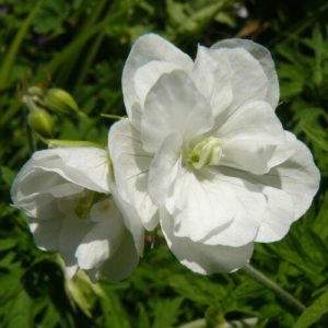 Geranium pratense Laura - Gólyaorr