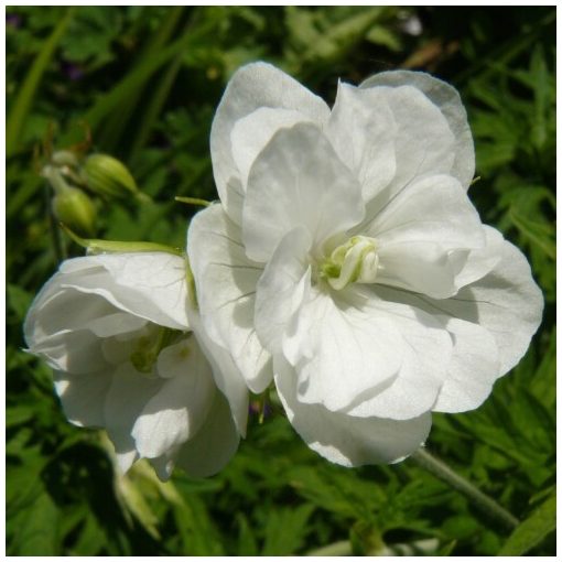 Geranium pratense Laura - Gólyaorr