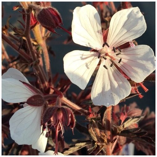 Geranium pratense Midnight Ghost - Gólyaorr