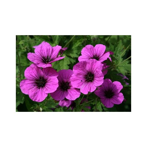 Geranium psilostemon - Gólyaorr