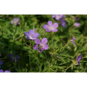 Geranium Purple Rain - Gólyaorr