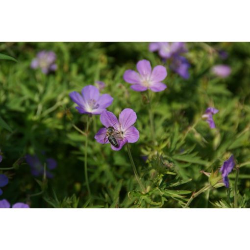 Geranium Purple Rain - Gólyaorr