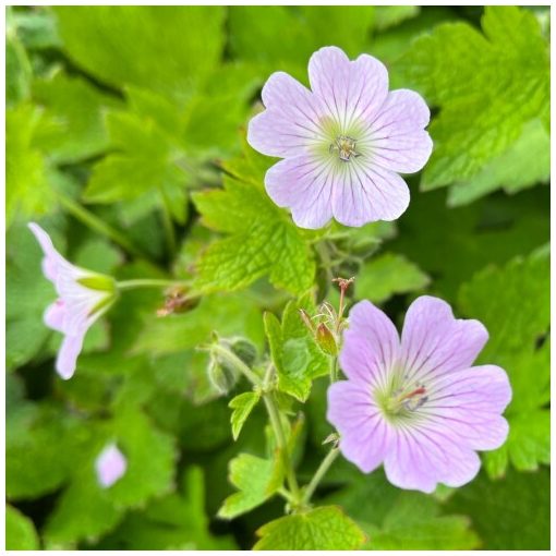 Geranium renardii Chantilly - Gólyaorr