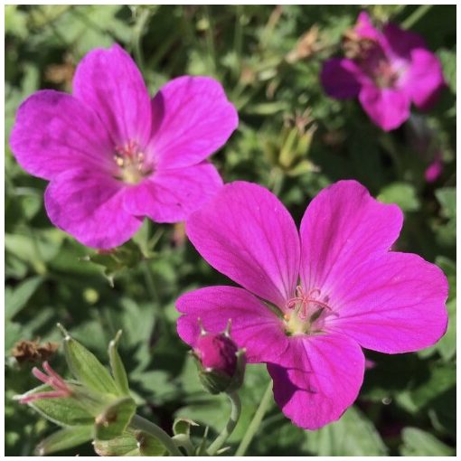 Geranium riversleaianum Russell Prichard - Gólyaorr