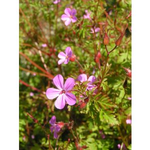 Geranium robertianum - Gólyaorr