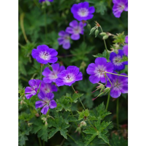 Geranium Rozanne - Gólyaorr