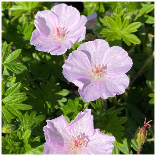 Geranium sanguineum Apfelblüte - Gólyaorr