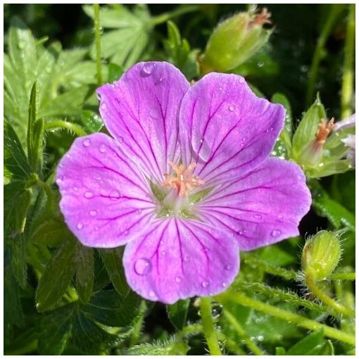 Geranium sanguineum Canon Miles - Gólyaorr