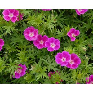 Geranium sanguineum Elke - Gólyaorr