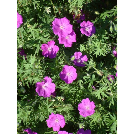 Geranium sanguineum Elsbeth - Gólyaorr