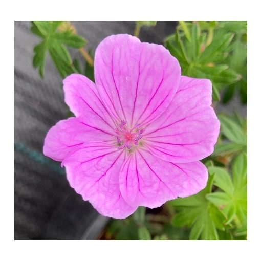 Geranium sanguineum Glenluce - Gólyaorr