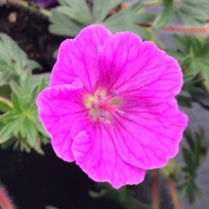 Geranium sanguineum John Elsley - Gólyaorr