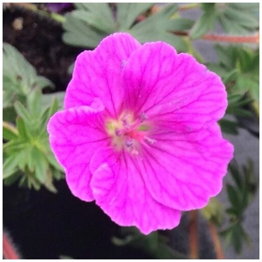 Geranium sanguineum John Elsley - Gólyaorr