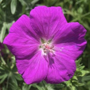 Geranium sanguineum New Hampshire Purple - Gólyaorr