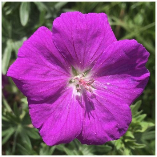 Geranium sanguineum New Hampshire Purple - Gólyaorr