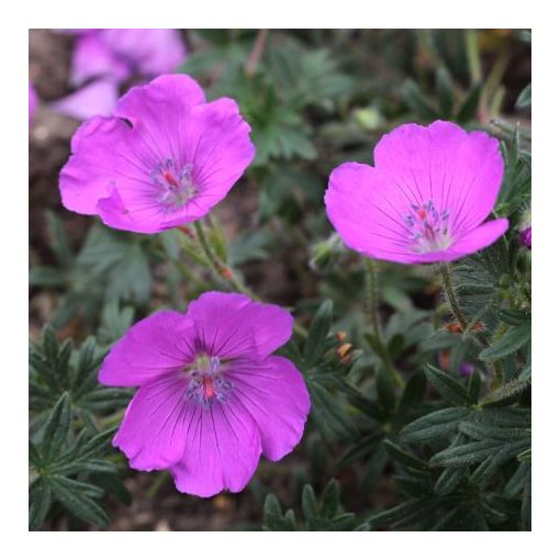 Geranium sanguineum Shooting Star - Gólyaorr