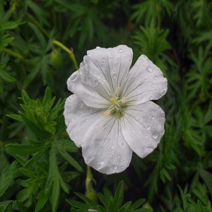 Geranium sanguineum Snowflake - Gólyaorr