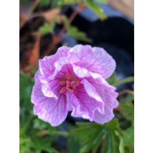 Geranium sanguineum Vision Pink - Gólyaorr