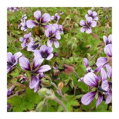 Geranium Salomé - Gólyaorr