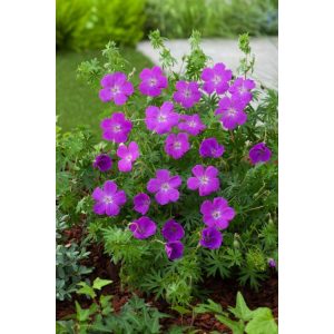 Geranium sanguineum - Gólyaorr