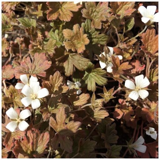 Geranium sessiliflorum Sanne - Gólyaorr