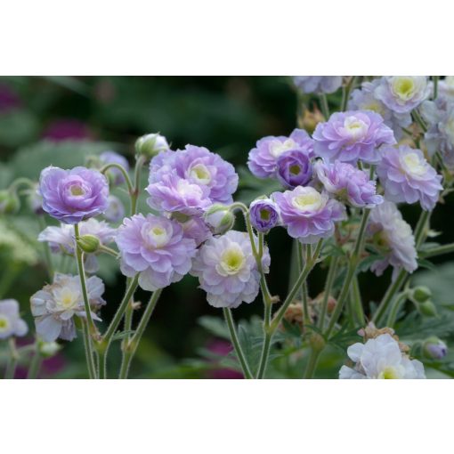 Geranium Summer Skies - Gólyaorr