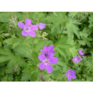 Geranium sylvaticum - Gólyaorr