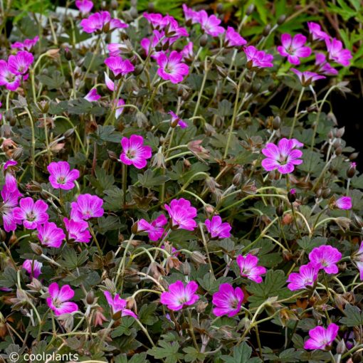 Geranium Tanya Rendall - Gólyaorr