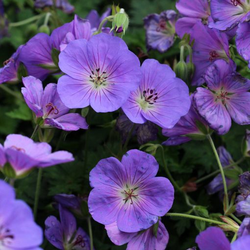 Geranium wallichianum Bloom Me Away - Gólyaorr