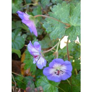   Geranium wallichianum Buxtons Variety (= Buxtons Blue) - Gólyaorr