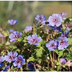 Geranium wallichianum Magical Pleasure - Gólyaorr