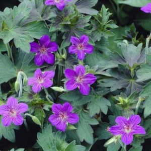 Geranium wlassovianum - Gólyaorr