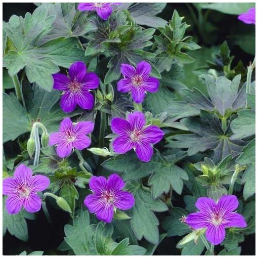 Geranium wlassovianum - Gólyaorr