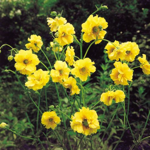 Geum chiloense Lady Stratheden - Gyömbérgyökér