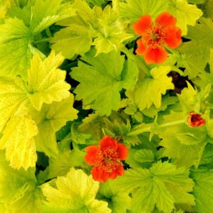 Geum coccineum Eos - Gyömbérgyökér