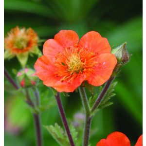 Geum coccineum Tosai - Gyömbérgyökér