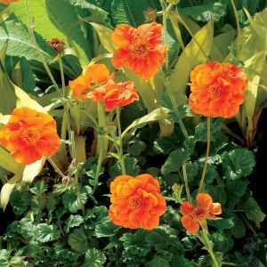 Geum coccineum Werner Arends - Gyömbérgyökér