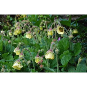 Geum Lemon Drops - Gyömbérgyökér