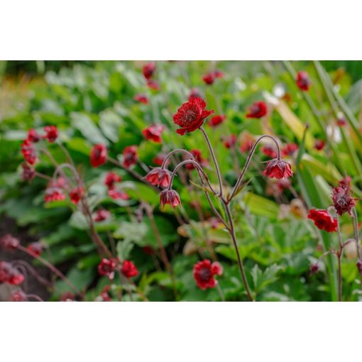 Geum rivale Leonards Variety - Gyömbérgyökér