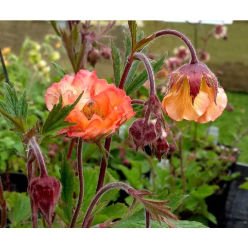 Geum Smokey Peach - Gyömbérgyökér