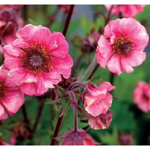 Geum Tempo Rose - Gyömbérgyökér